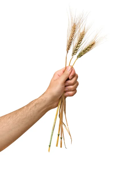 Фермер представляє букет пшениці як подарунок сільського господарства — стокове фото