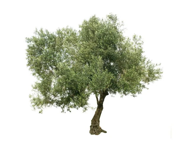 Drzewo oliwne na białym tle Obrazy Stockowe bez tantiem