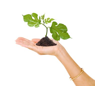Tree seedling in hand as a symbol of nature protection clipart