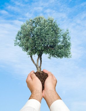 Olive tree in hands as a symbol of nature protection clipart