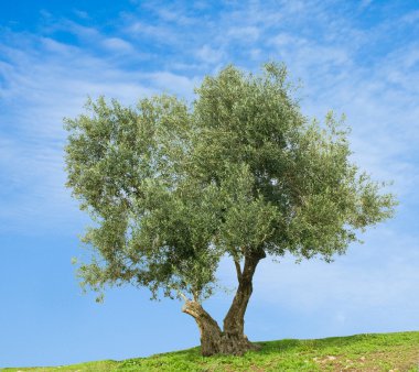 zeytin ağacı