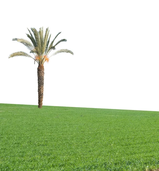 Palmier sur la pelouse — Photo