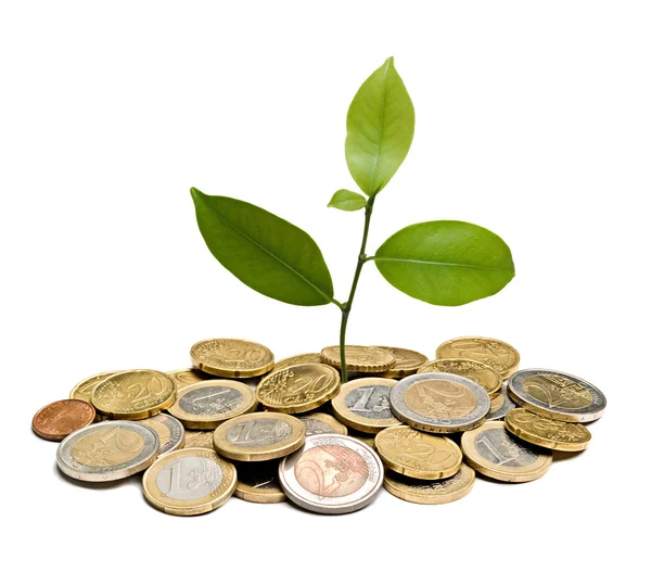 Copac în creștere din grămadă de monede — Fotografie, imagine de stoc