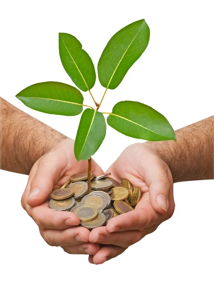 Palms with a tree growing from pile of coins — Stock Photo, Image