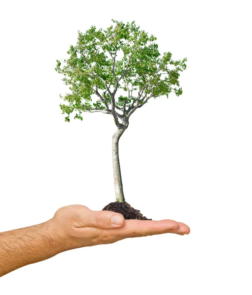 Brzoza drzewo w ręku, jako symbol ochrony przyrody — Zdjęcie stockowe