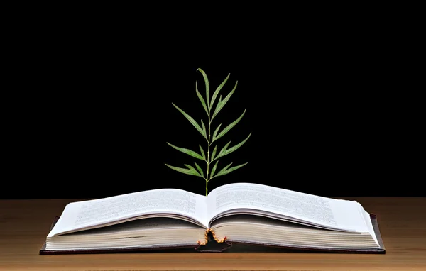 Árbol que crece del libro —  Fotos de Stock
