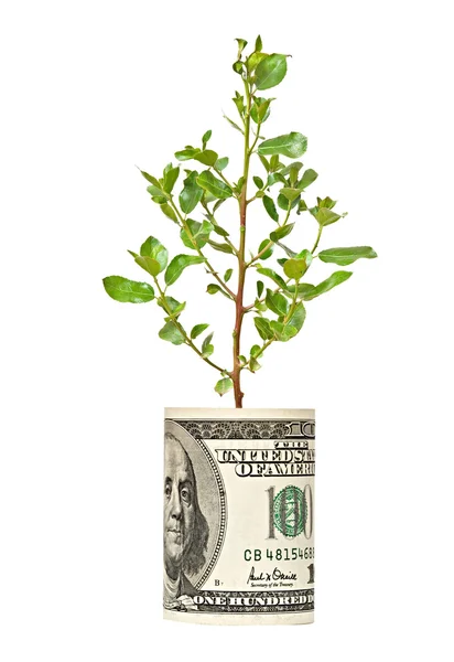 Strzelać drzewo rośnie od dolara — Zdjęcie stockowe