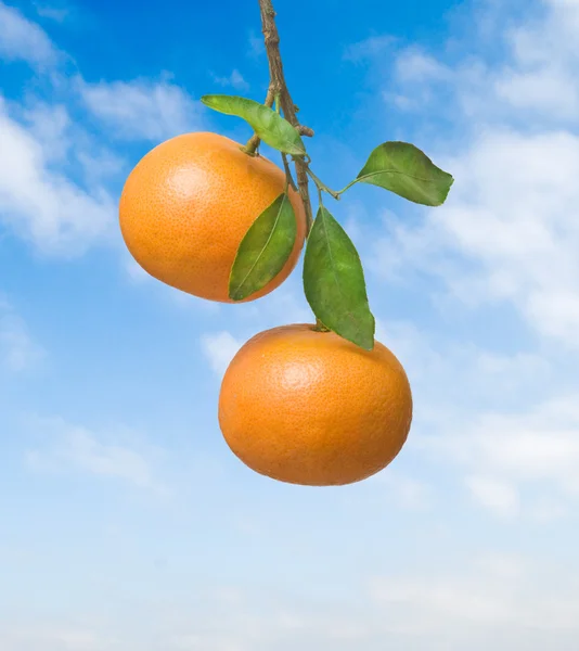 Tangerine på himmel bakgrund — Stockfoto