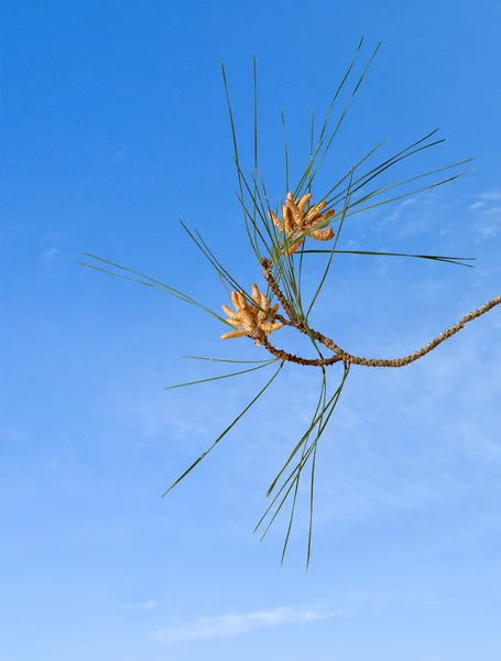 Borovicová větev s kužely — Stock fotografie