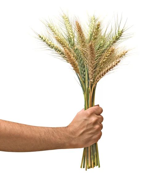 Farmer with wheat as a gift of agriculture — Stock Photo, Image