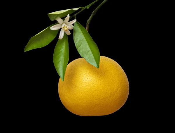 Tangerine met bloem isloated op zwarte achtergrond — Stockfoto