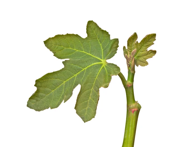 Figowe liście na białym tle — Zdjęcie stockowe
