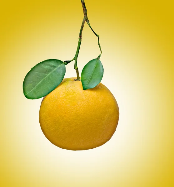 Grapefruit isoliert auf gelbem Hintergrund — Stockfoto