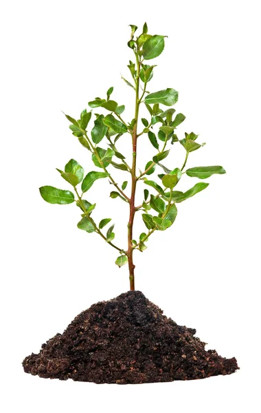 Tree in soil — Stock Photo, Image
