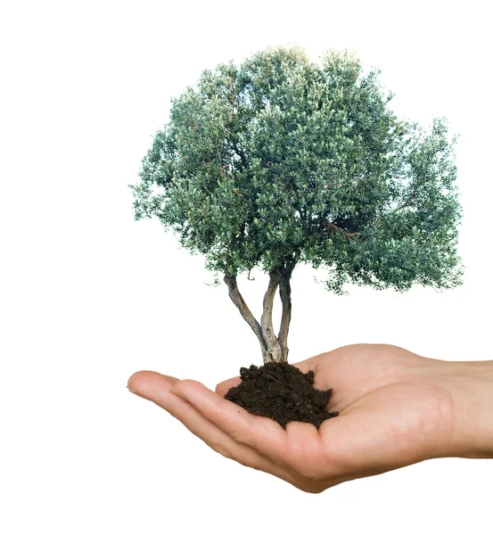 Olivenbaum in der Hand als Geschenk der Landwirtschaft — Stockfoto