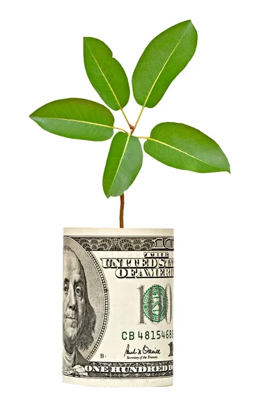 Natáčení strom roste od dolarové bankovky — Stock fotografie