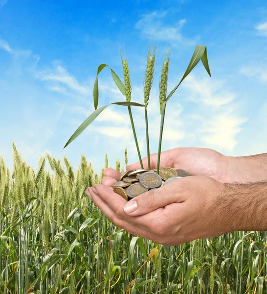 stock image Wheat as a gift of agriculture