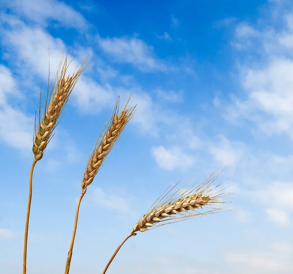 Pšenice rostliny — Stock fotografie