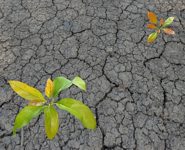 Awokado sadzonka rośnie z jałowej ziemi — Zdjęcie stockowe