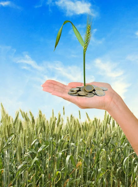 Stock image Wheat as a gift of agriculture