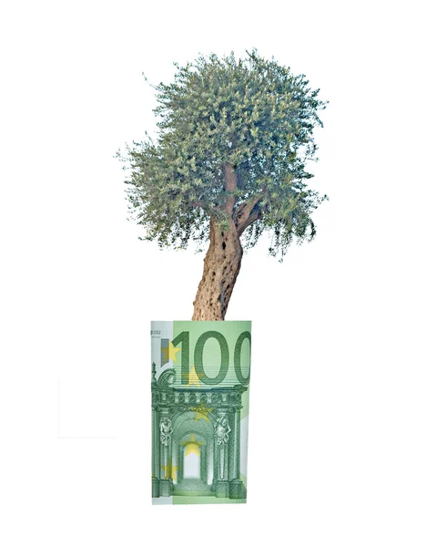 Zeytin ağacı Euro faturası büyüyor — Stok fotoğraf