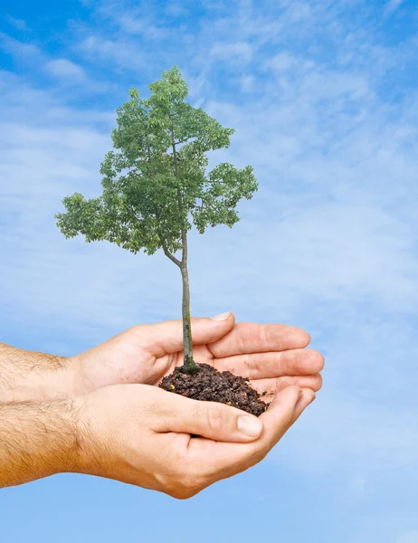 Árvore nas mãos como um símbolo de proteção da natureza — Fotografia de Stock