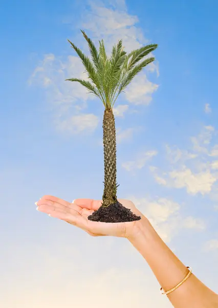 Пальма в руці як символ охорони природи — стокове фото