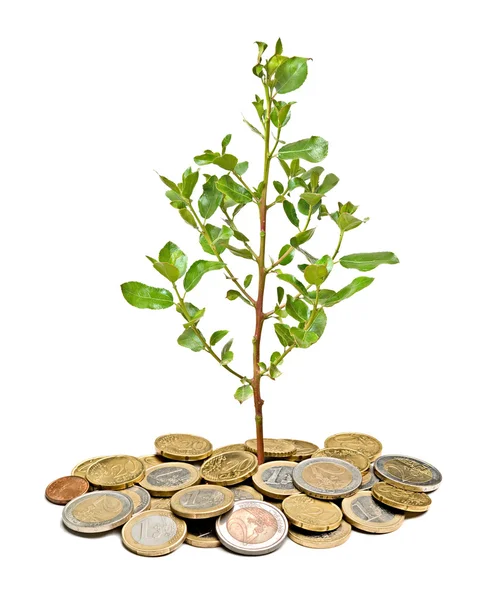 Strom, který roste z hromady mincí — Stock fotografie
