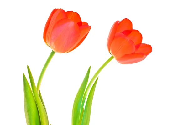 stock image Two isolated tulips