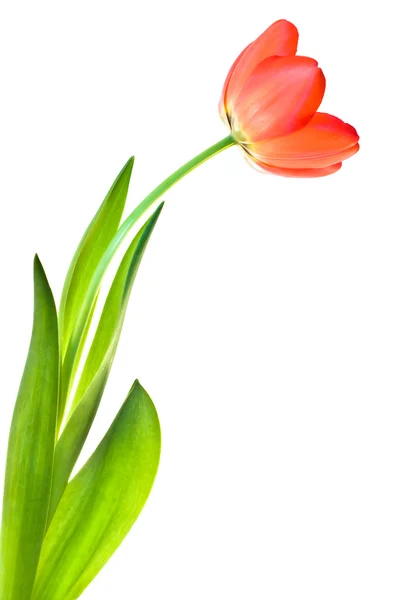 stock image Tulip isolated