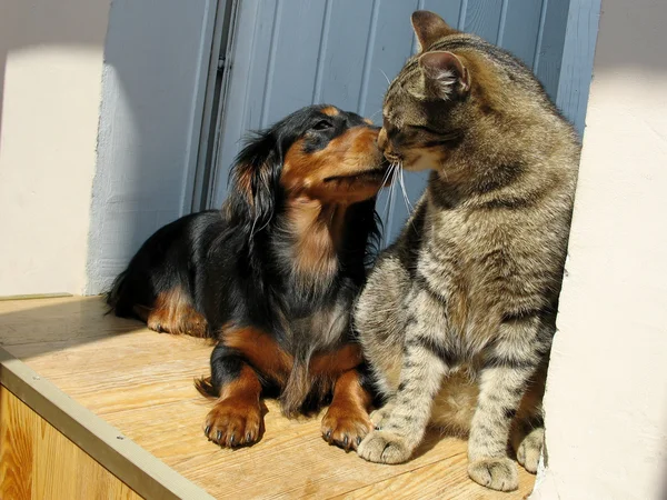Kat en hond liefde — Stok fotoğraf