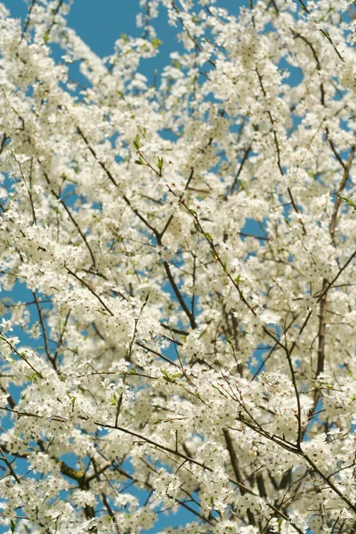 stock image Spring tree