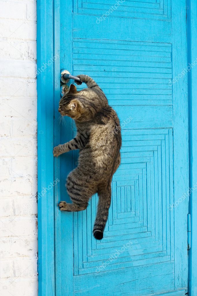 The cat opens a door