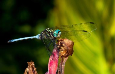 Blue dragonfly clipart