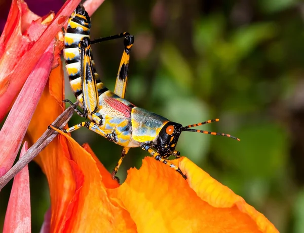 Färgglad gräshoppa — Stockfoto