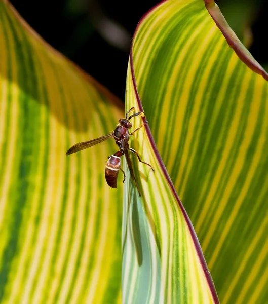 Wespe sitzt auf einem Blatt — Stockfoto