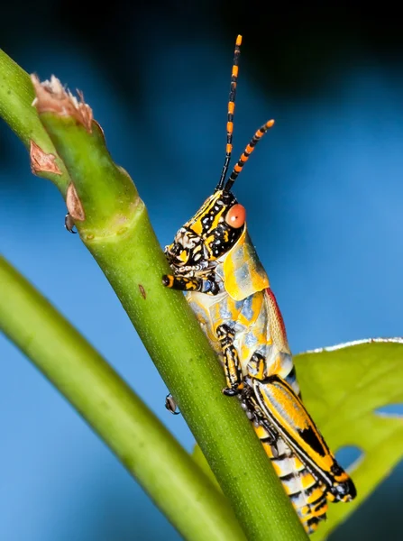 Colorful grasshopper — Stock Photo, Image
