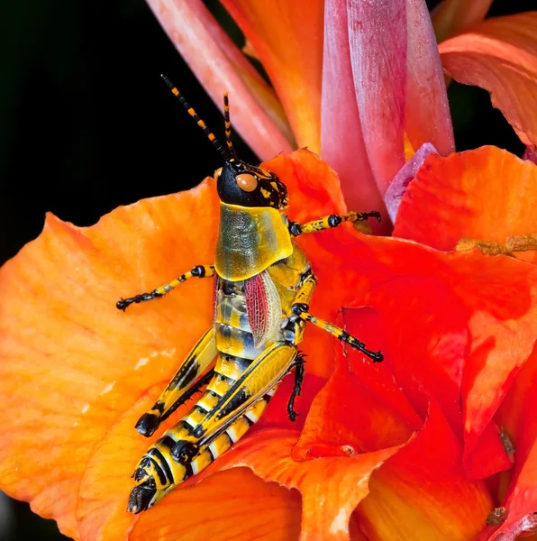 다채로운 메뚜기 — 스톡 사진