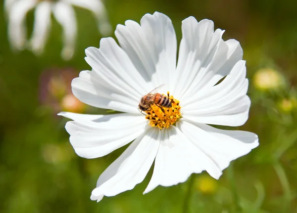 Pszczoła na biały kwiat — Zdjęcie stockowe