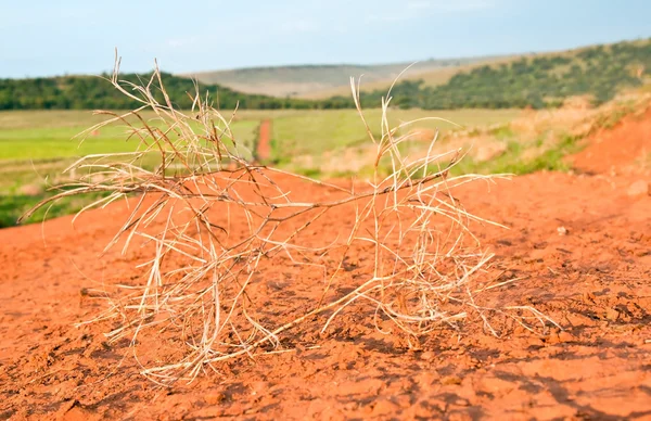 stock image Tumbleweed