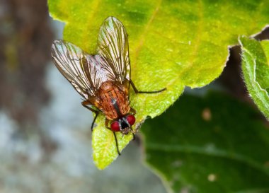 Macro of a brown fly clipart