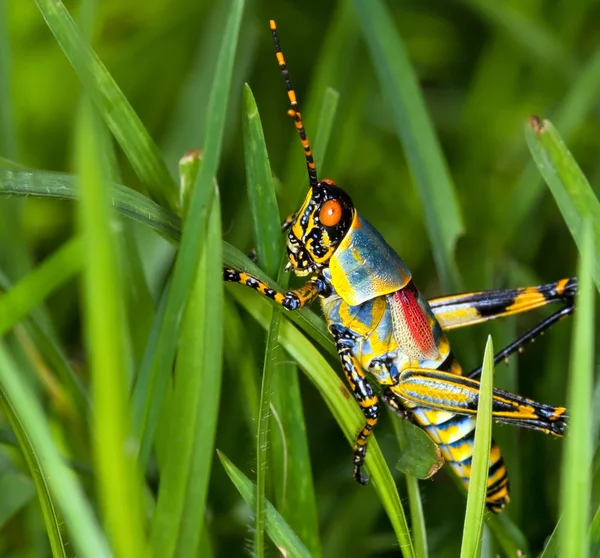 Macro of a bright coloured grasshopper — Stock Photo, Image