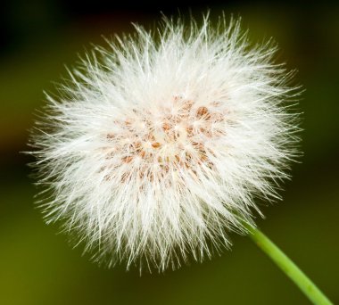 Closeup of a dandelion clipart