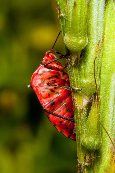 Macro de un insecto rojo —  Fotos de Stock