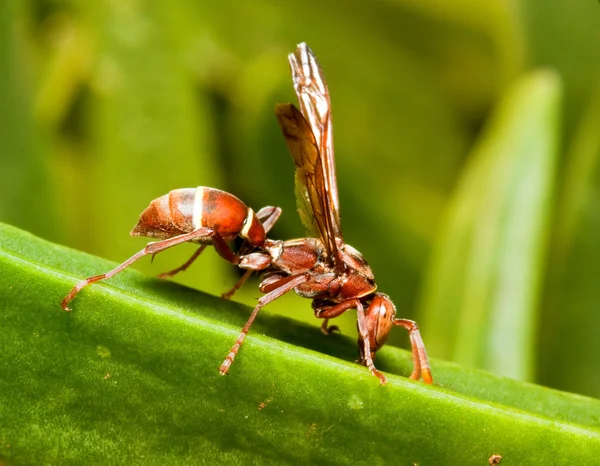Macro of a wasp — Stock Photo, Image