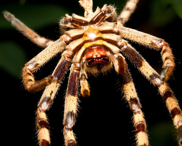 Μακροεντολή μιας αράχνης — Φωτογραφία Αρχείου