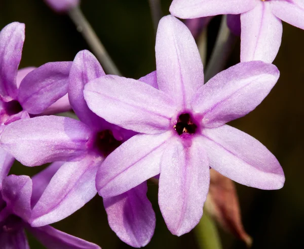 Macro de una flor lila —  Fotos de Stock