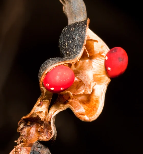 Макро из красных семян — стоковое фото