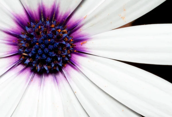Macro van een witte en paarse bloem — Stockfoto