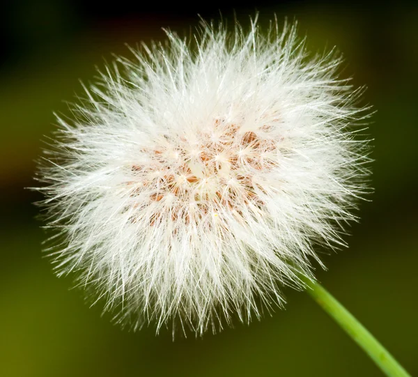 Увеличенное изображение части собой dandelion — Stockfoto